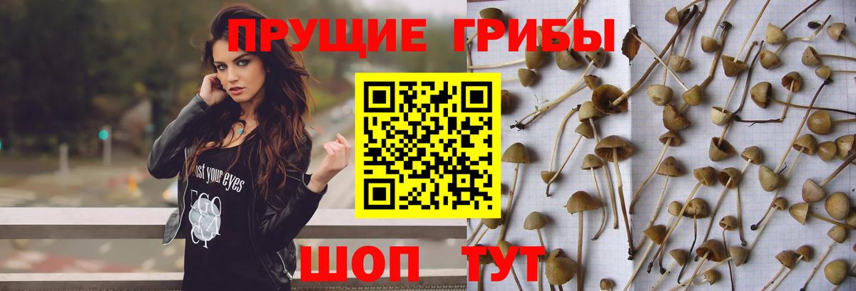 Фурманов  Псилоцибиновые грибы прущие грибы  Вход с VPN 